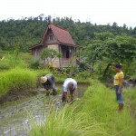 Arbeiter auf den Reisfeldern