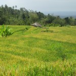 Die umliegenden Reisfelder