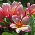Bali-Flowers