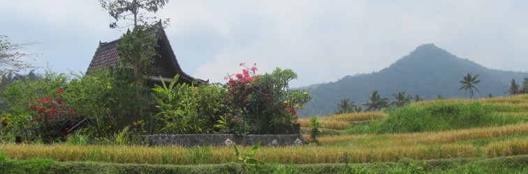 Das Haus inmitten der Reisfelder